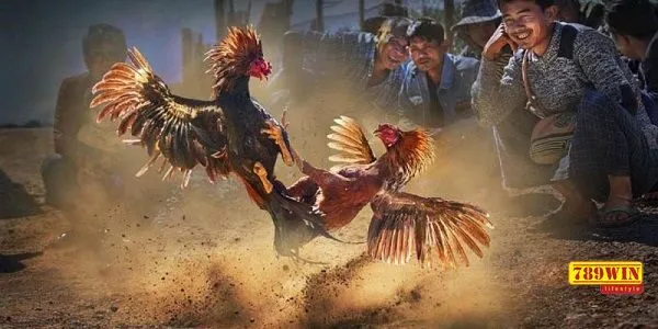 Tìm hiểu thông tin cơ bản về sảnh cược AOG đá gà 789win