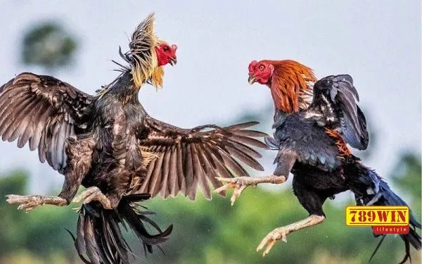 Hướng dẫn tân thủ cách chơi cá cược tại sảnh AOG đá gà 789win